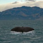 Natur pur auf den und um die San Juan Islands im Nordwesten der USA