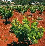 Balearen: Wein und Würste – Das Fest des Landweins von Sant Antoni de Portmany