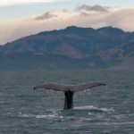 Whale Watching – Die Riesen der Meere entdecken