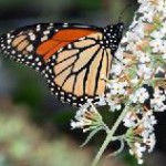 Schmetterlinge im Bauch an Mexikos Pazifikküste
