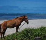 Entdecken Sie Curaçao per Pferd