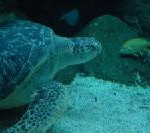 Thailand: Aleenta Phuket Marine Turtle Foundation