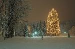 Größter lebender Christbaum im Park des Hotels Warmbaderhof