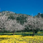 Mandelblüte auf den Balearen – Ein überwältigendes Schauspiel der Natur