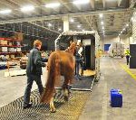 Tierische Premiere: PortGround verlädt erstmals Pferd am Leipzig/Halle Airport