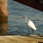 Zur Vogelbeobachtung ins Donaudelta