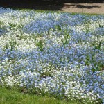 Auftakt mit Königin Beatrix: Floriade 2012 eröffnet Anfang April