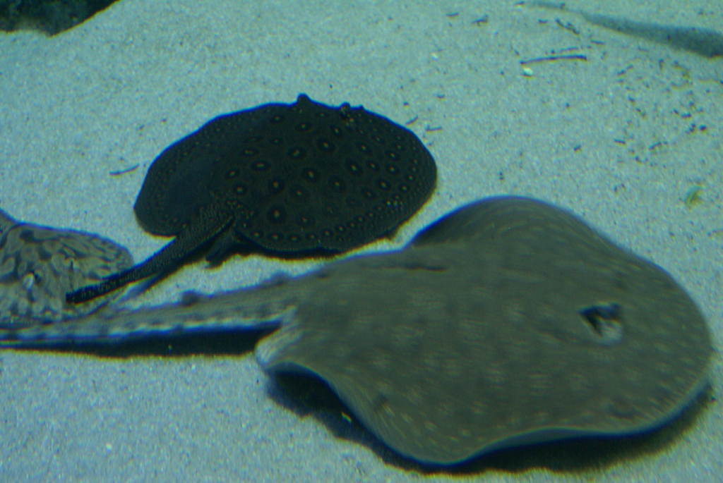 Palma Aquarium auf Mallorca - Staunen zwischen Haien, Fischen und Algen (09082) Foto: ©Carstino Delmonte