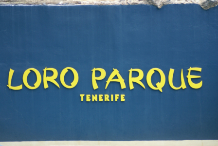 Teneriffa - Loro Parque: Flora, Fauna, wilde Tiere und Delfinshows (09296) Foto: ©Carstino Delmonte (2009)