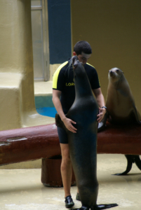 Teneriffa - Loro Parque: Flora, Fauna, wilde Tiere und Delfinshows (09330) Foto: ©Carstino Delmonte (2009)