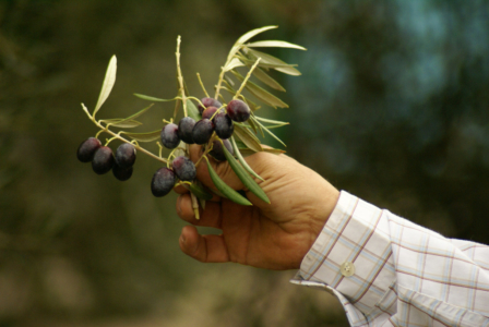 Finca Cortijo el Madrono