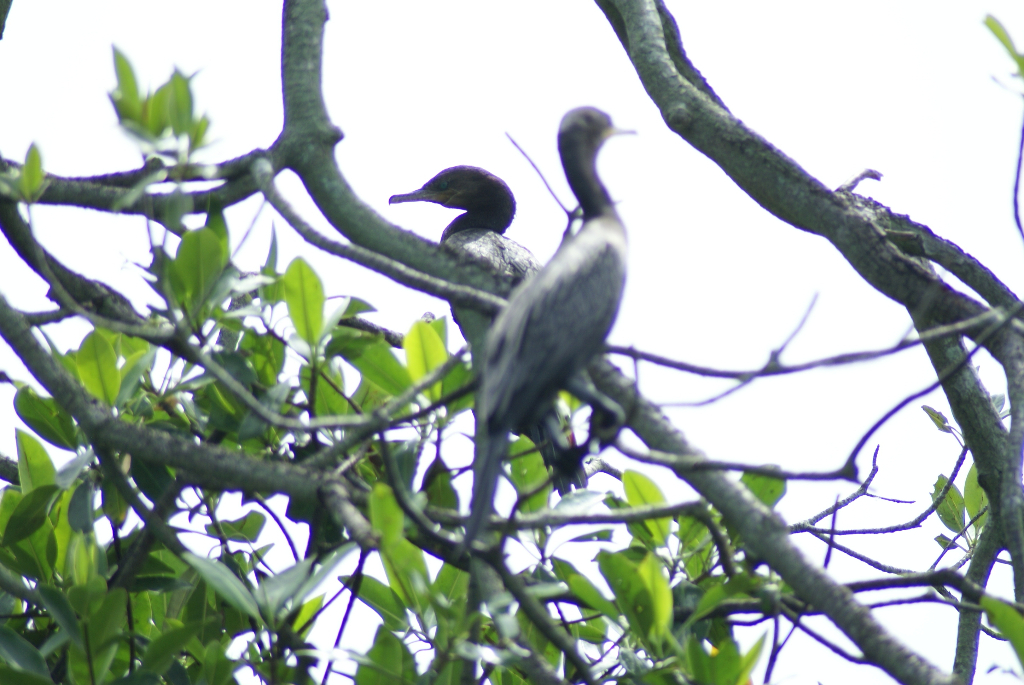 Guatemala - Rio Dulce